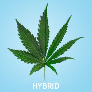 HYBRID TOP SHELF