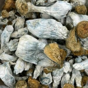 buy Cubensis Shrooms online