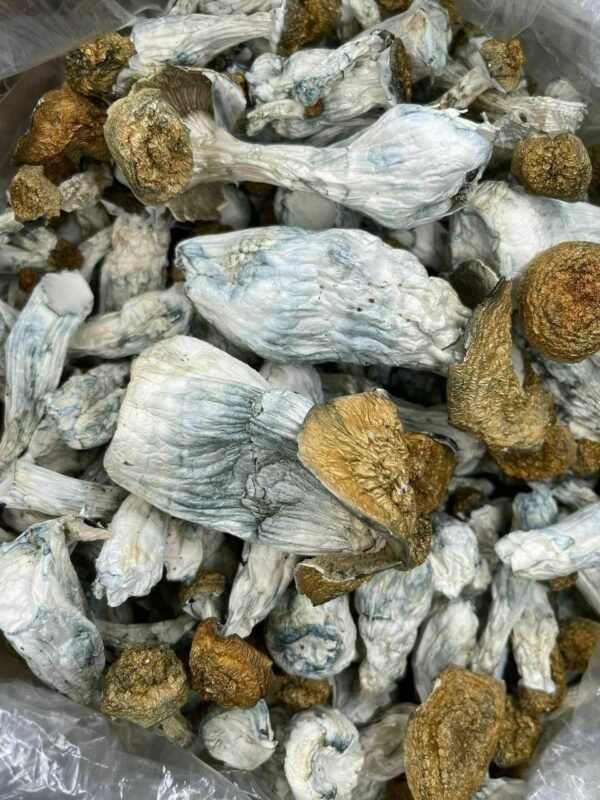 buy Cubensis Shrooms online