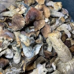 buy Golden teachers Mushroom