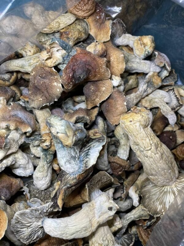 buy Golden teachers Mushroom