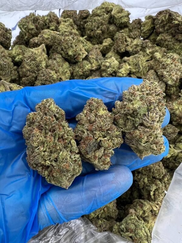 buy Godfather OG cannabis strain online