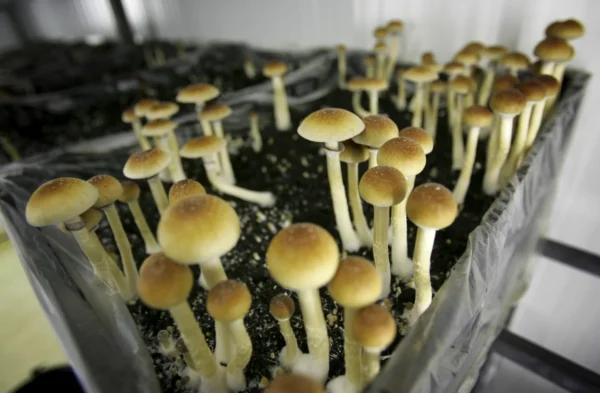 buy Allen mushrooms online