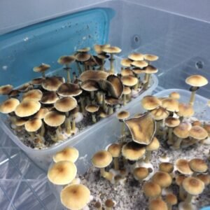 buy Huautla mushroom strain online