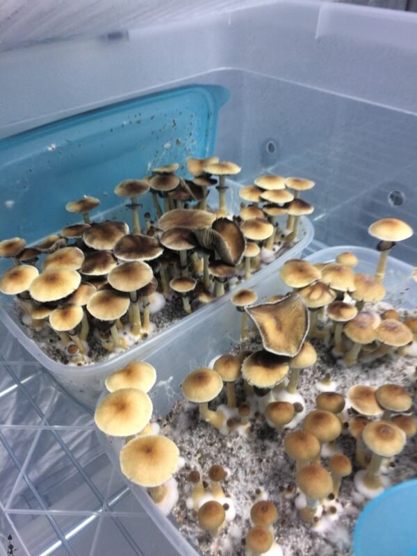 buy Huautla mushroom strain online