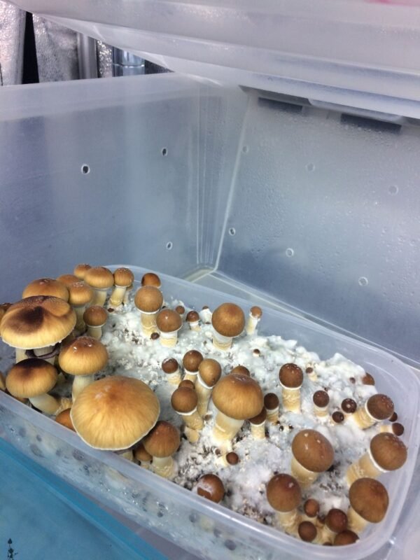 buy malabar mushroom online