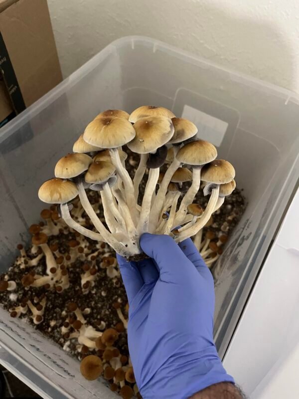 buy Mammoth mushroom online