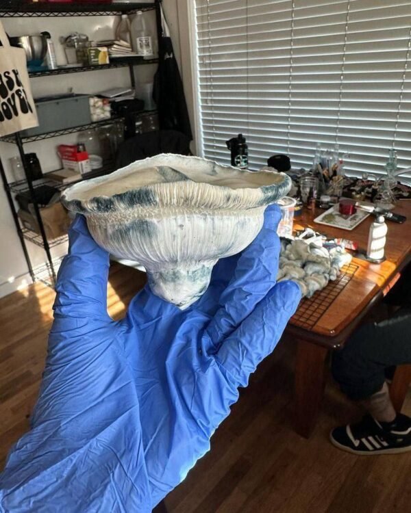 buy Albino A+ mushroom online