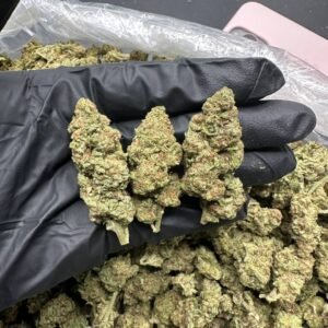 buy Blunt O clock cannabis strain