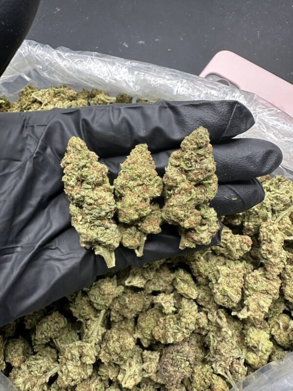 buy Blunt O clock cannabis strain
