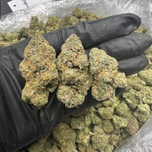 buy Cat Piss cannabis strain online