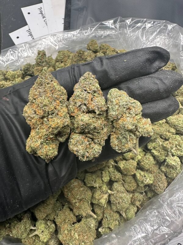 buy Cat Piss cannabis strain online