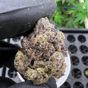 Buy Anesia Haze cannabis strain online