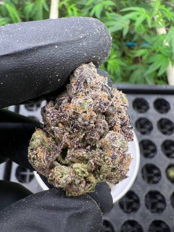Buy Anesia Haze cannabis strain online