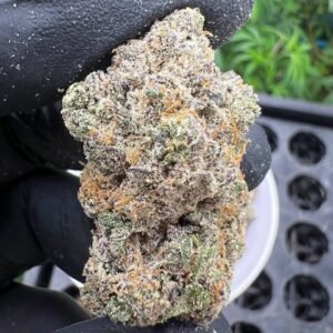Buy Durban Poison cannabis strain online