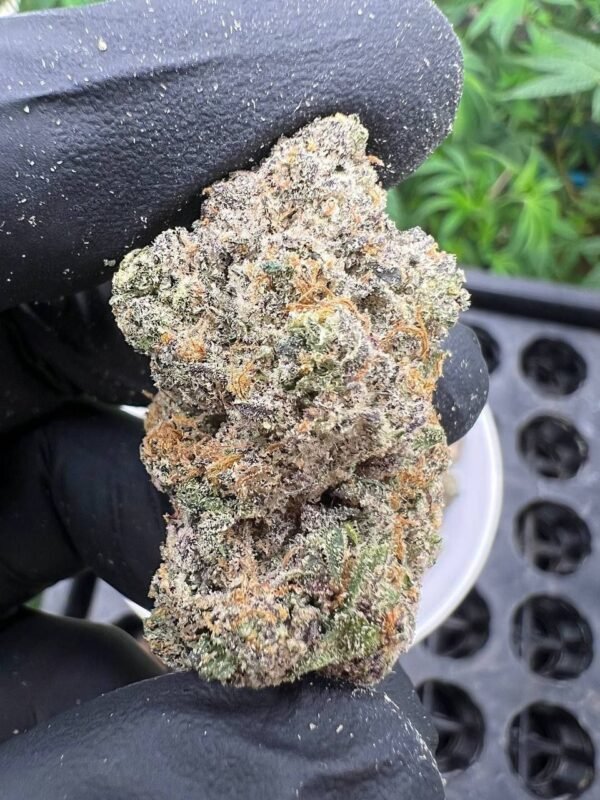 Buy Durban Poison cannabis strain online