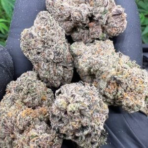 Buy Jack Herer cannabis strain online