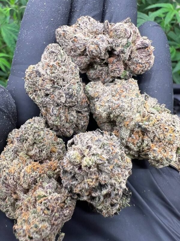 Buy Jack Herer cannabis strain online