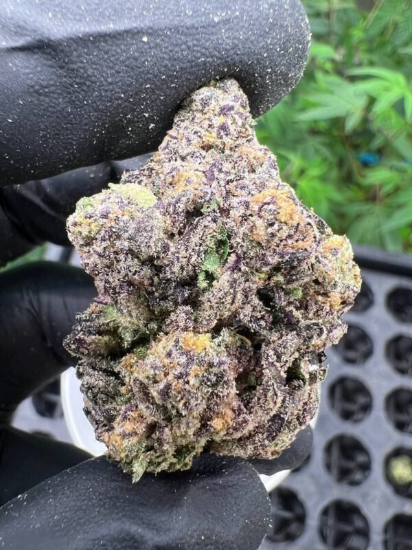 Buy Super Lemon Haze cannabis strain online